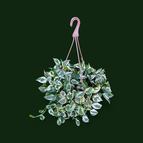 Money Plant 'N’Joy' – Large Size - Money Plant - Soiled