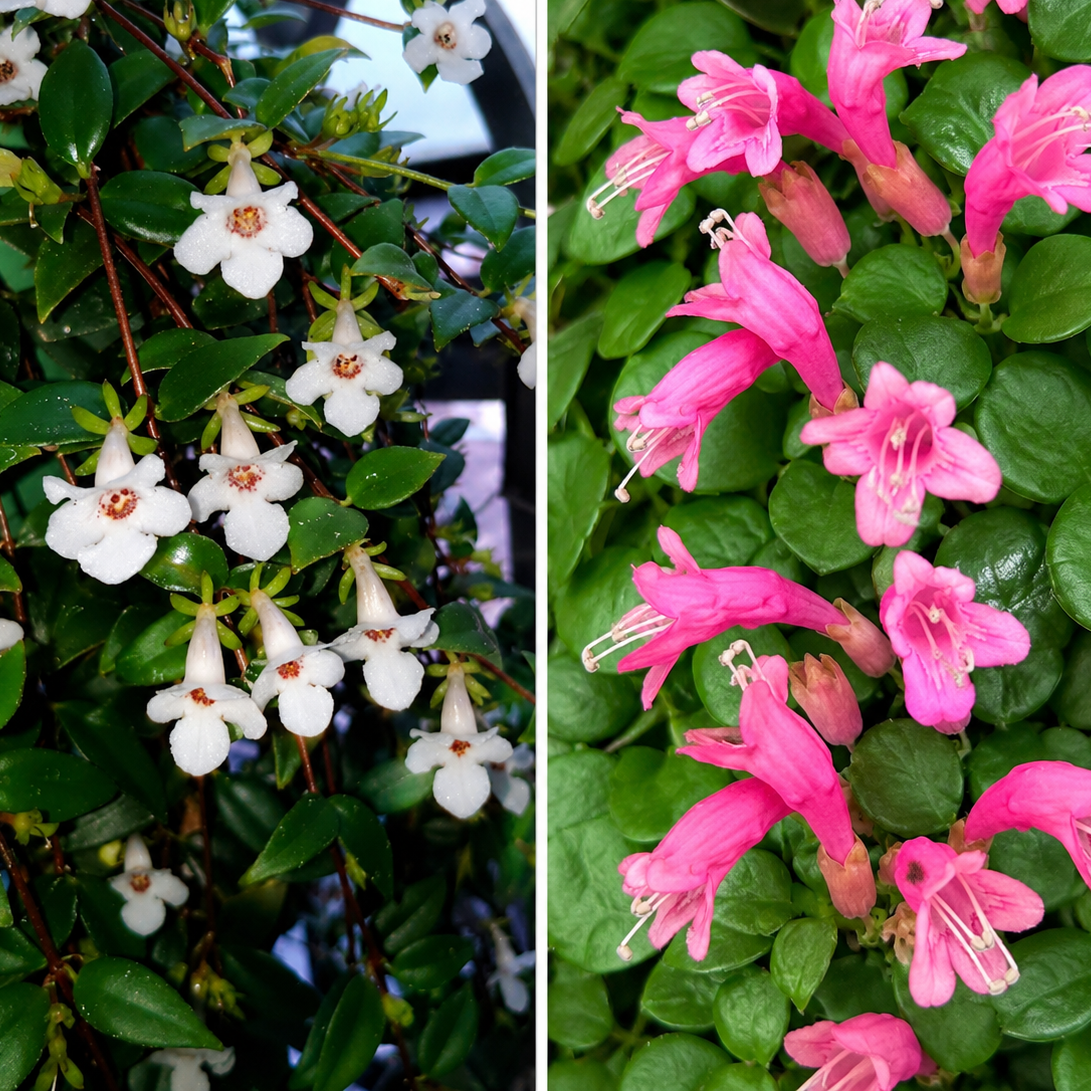 Two images side by side showing white flowers and pink flowers with green leaves.