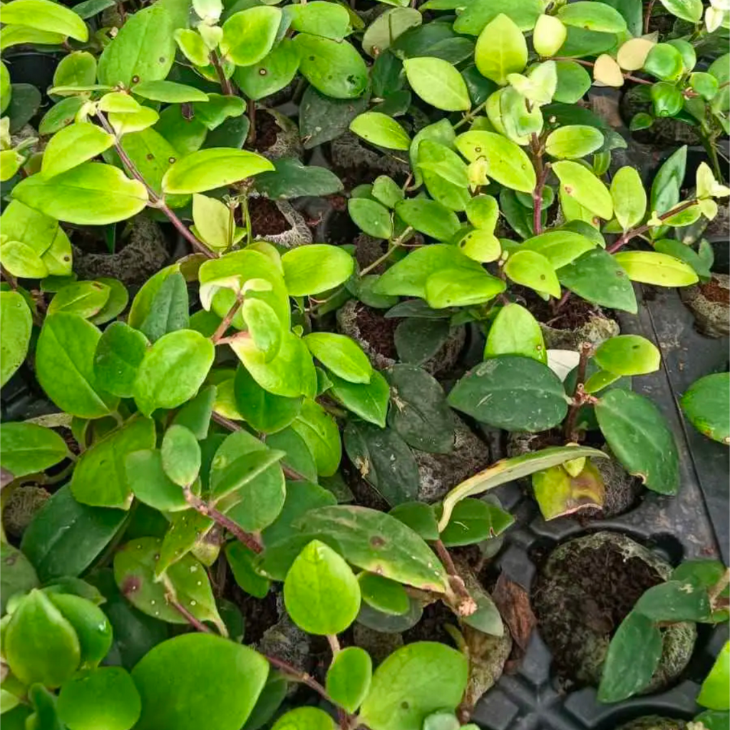 Close-up of green leaves with a blurred background
