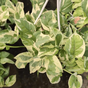 Money Plant 'N’Joy' – Large Size - Money Plant - Soiled