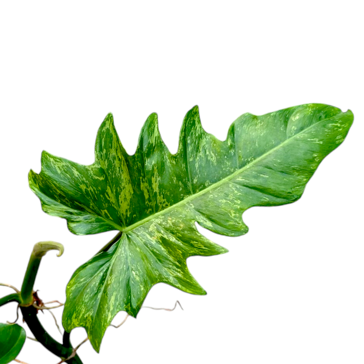 Philodendron Minarum 'Lime Fiddle' - Philodendron | Soiled