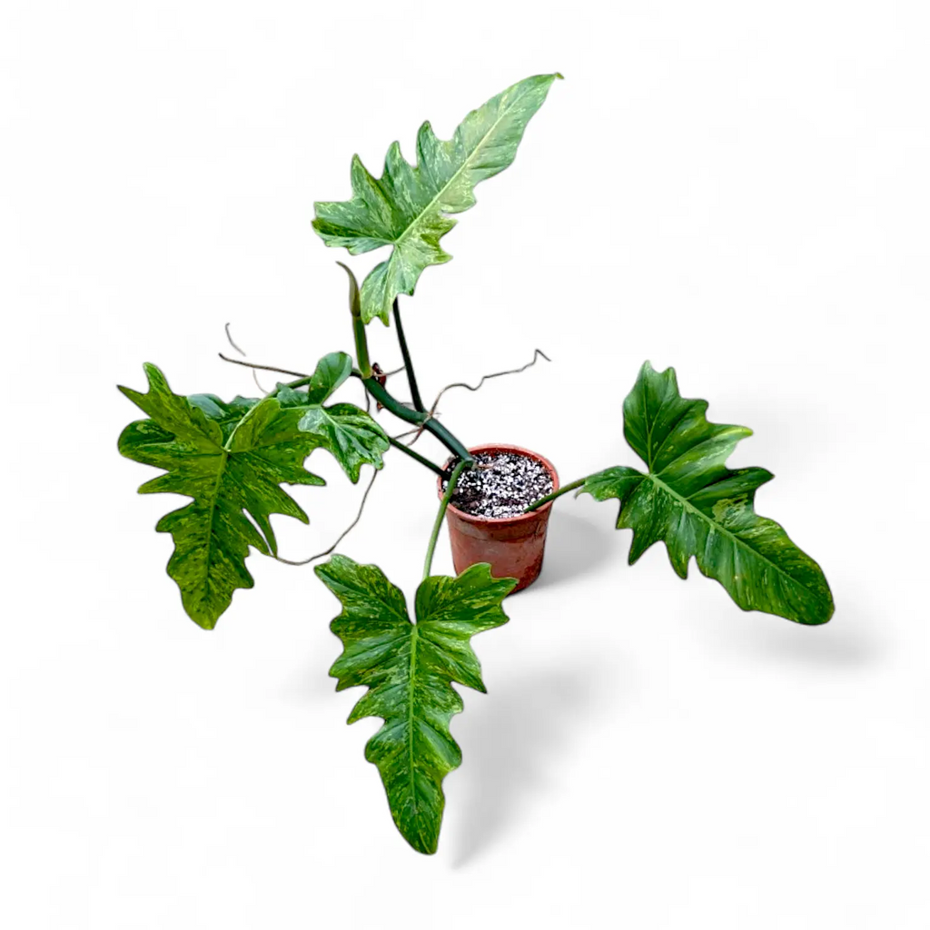 philodendron lime fiddle Philodendron Minarum 'Lime Fiddle' – Soiled