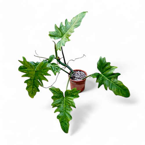 philodendron minarum Philodendron Minarum 'Lime Fiddle' – Soiled