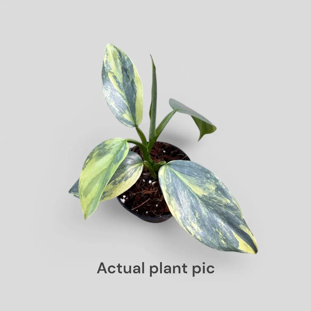 philodendron hastatum variegated Philodendron Hastatum (Silver Sword) Variegated