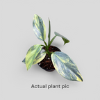 Philodendron Hastatum (Silver Sword) Variegated - Philodendron - Soiled