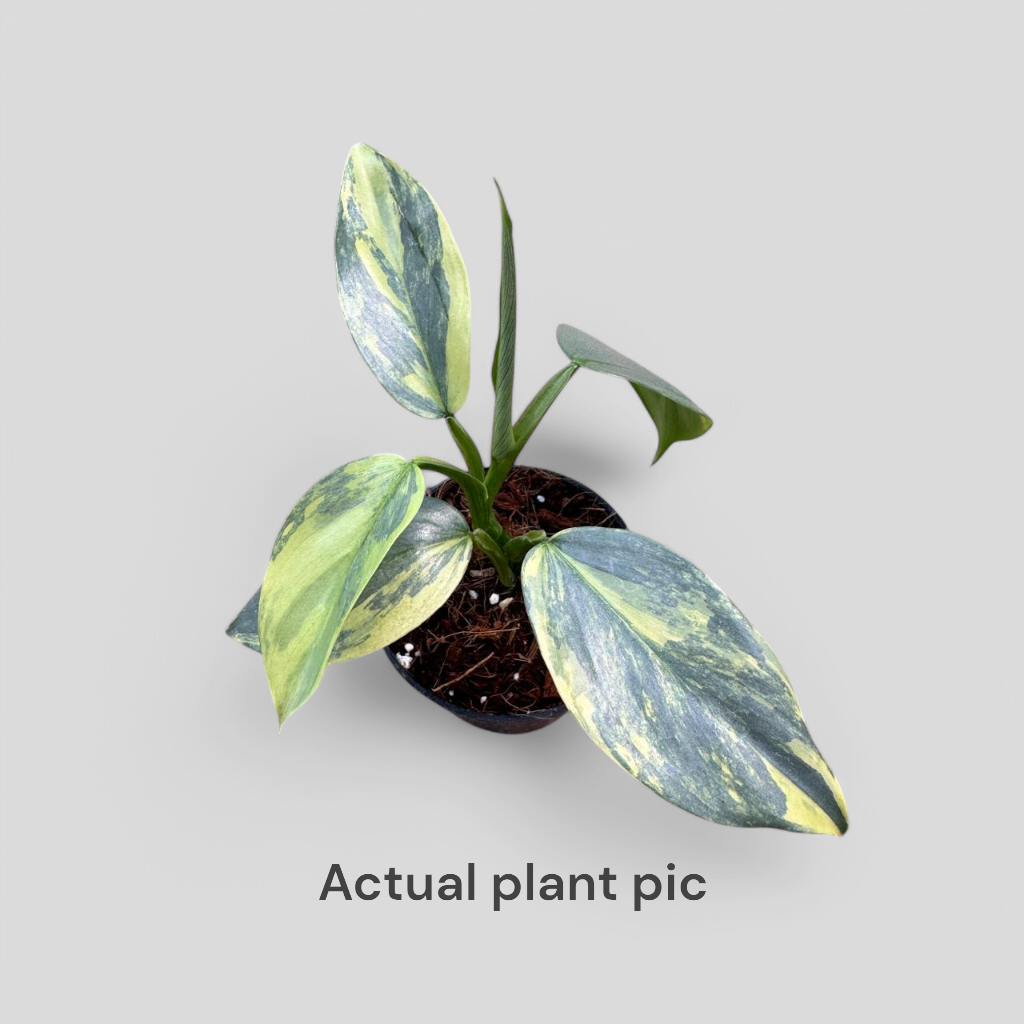 Philodendron Hastatum (Silver Sword) Variegated - Philodendron - Soiled