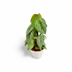 Philodendron Sodiroi - Anthurium - Soiled