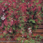 Pink American Jasmine (Jasminum polyanthum) - Flowering Creeper - Soiled