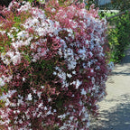 Pink American Jasmine (Jasminum polyanthum) - Flowering Creeper - Soiled