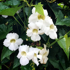 Thunbergia Grandiflora Alba (White Bengal Clock Vine) - Flowering Creeper | Soiled