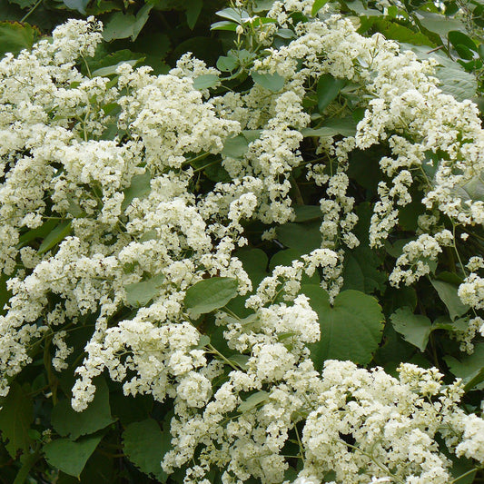 Manimulla (Porana Paniculata)