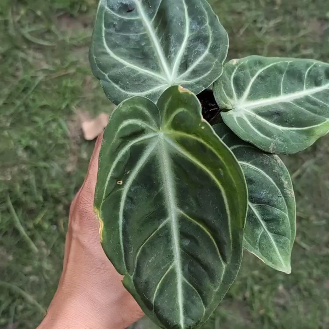 Anthurium Villenaorum