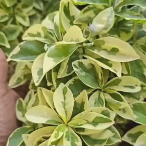 Yesterday Today Tomorrow Plant (Brunfelsia Pauciflora) | Buy Rare