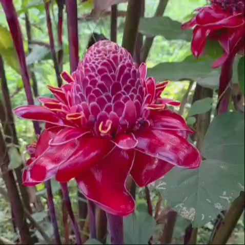 Torch Ginger (Etlingera Elatior) - Maroon