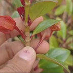 Goldfish Plant (Nematanthus Tropicana)