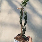Hedera Helix Erecta English Ivy