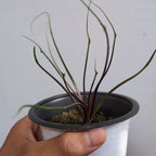 Alocasia 'Flying Squid'