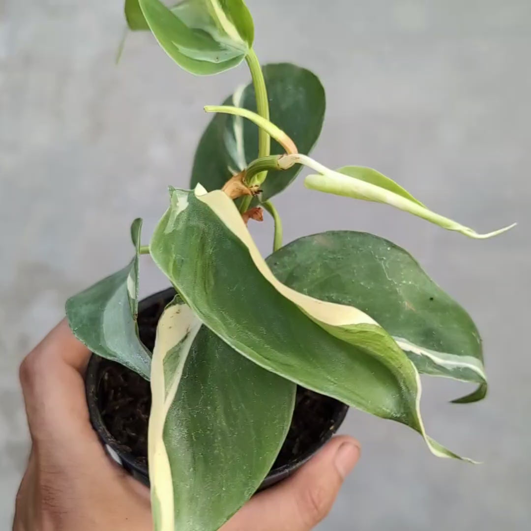 Philodendron Rio closeup