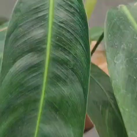 Philodendron Patriciae 