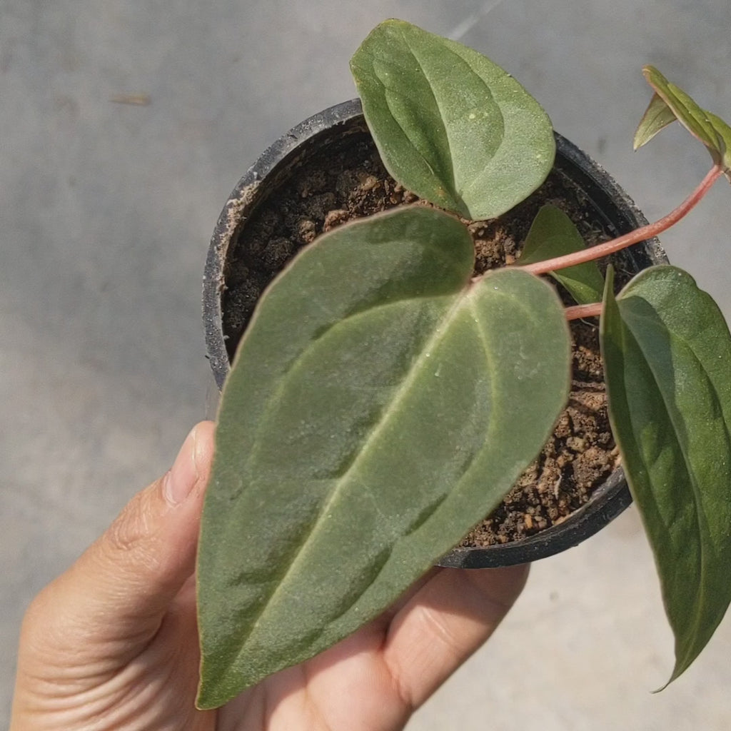 Anthurium Magnificum x Besseae