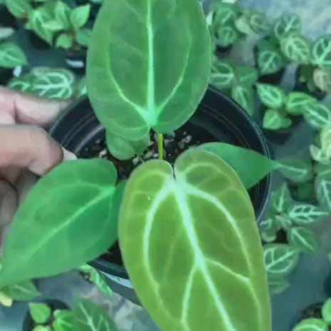 Anthurium 'Ace of Spades x Magnificum'