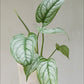 Monstera Siltepecana - Exquisite vining plant with unique leaf patterns, from Soiled