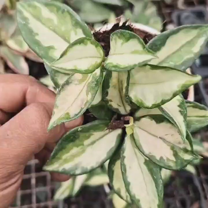 Hoya Carnosa 'Krimson Princess'