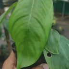 Philodendron Sharoniae