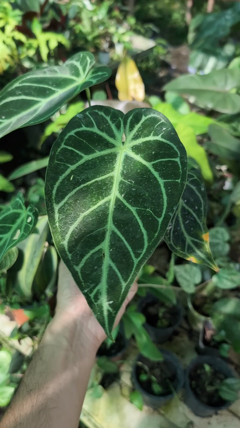 Anthurium Regale