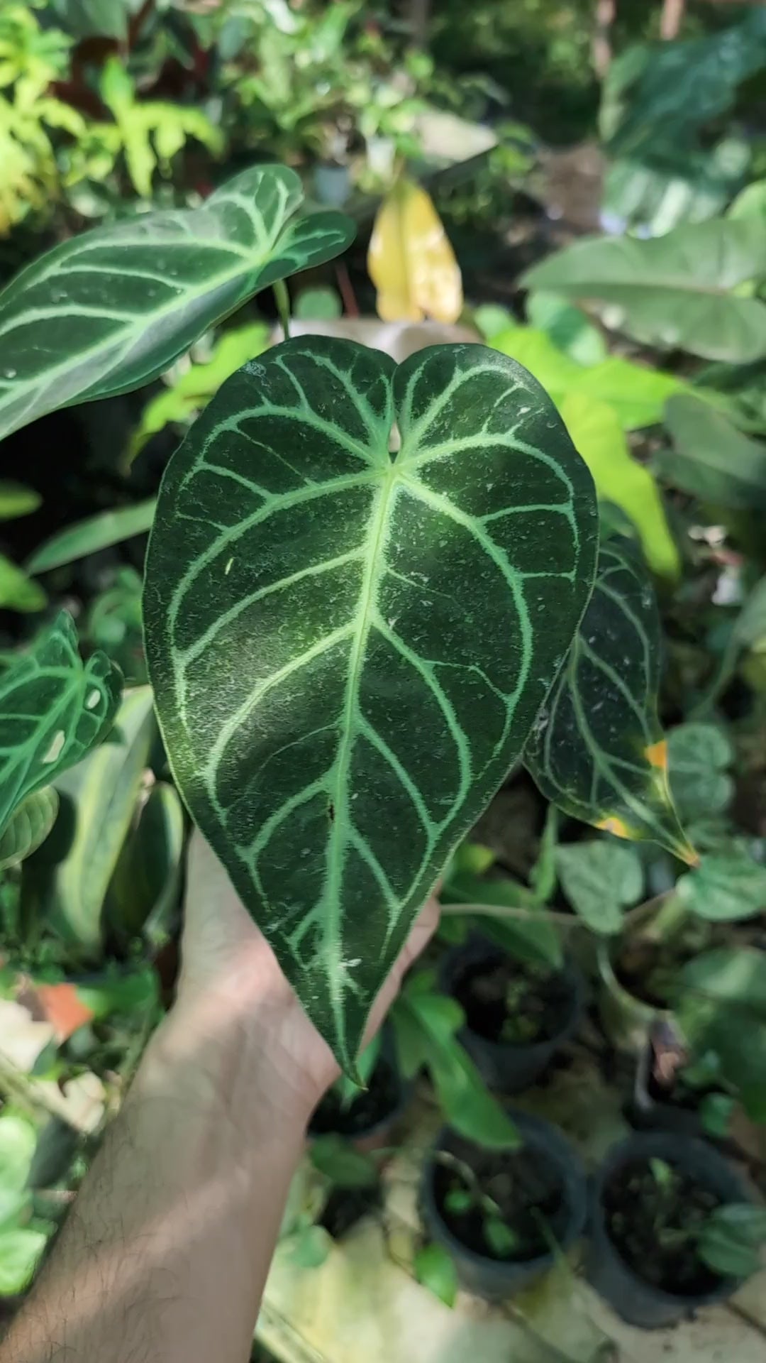 Anthurium Regale