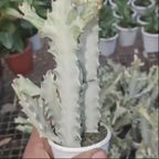 Euphorbia Lactea 'White Ghost'