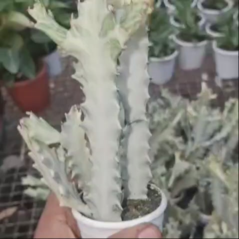 Euphorbia Lactea 'White Ghost'