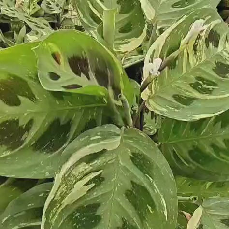 Maranta Kerchoveana Variegata