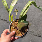 Platycerium Bifurcatum