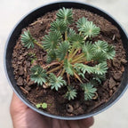 Oxalis Palmifrons (Palm Leaf Oxalis)