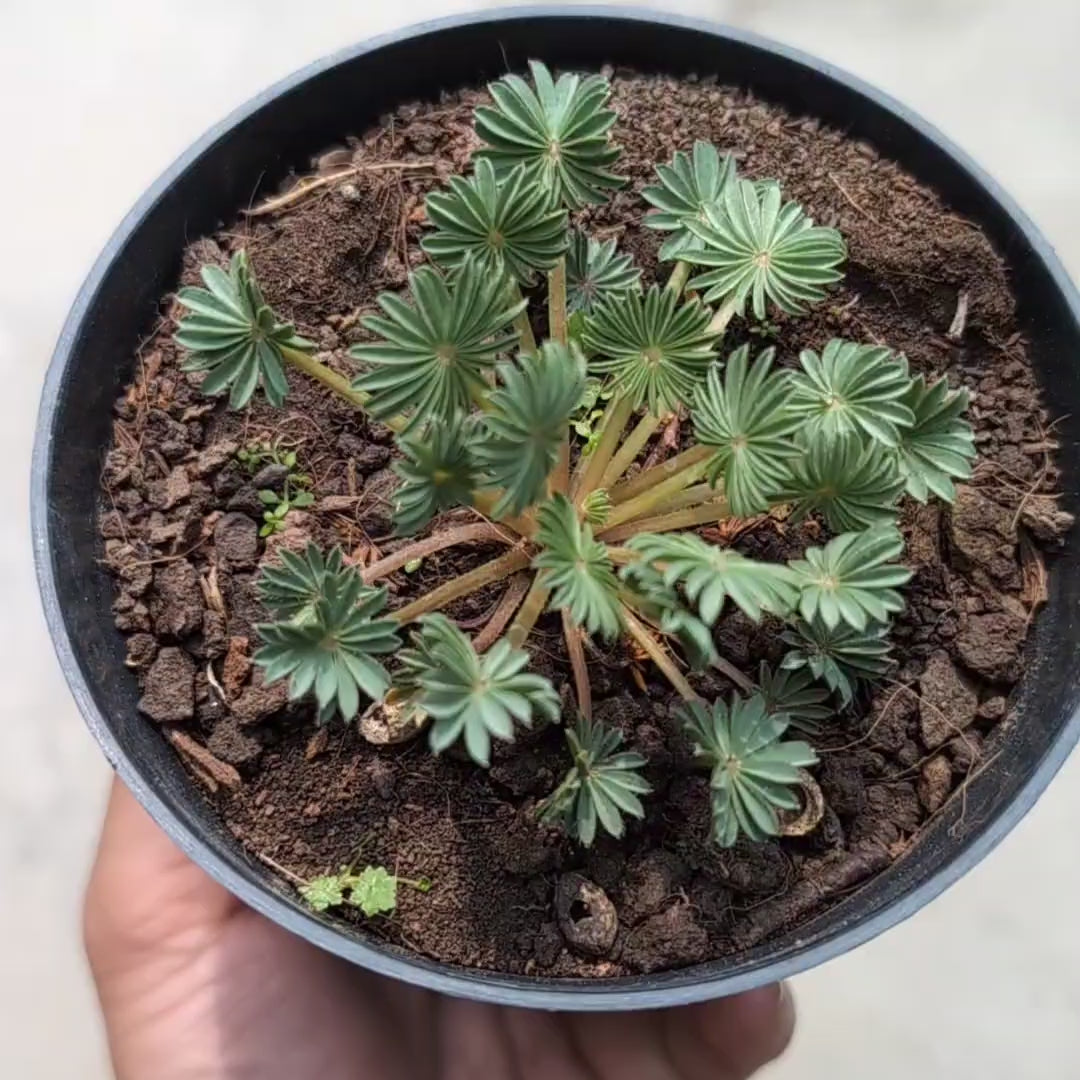 Oxalis Palmifrons (Palm Leaf Oxalis)