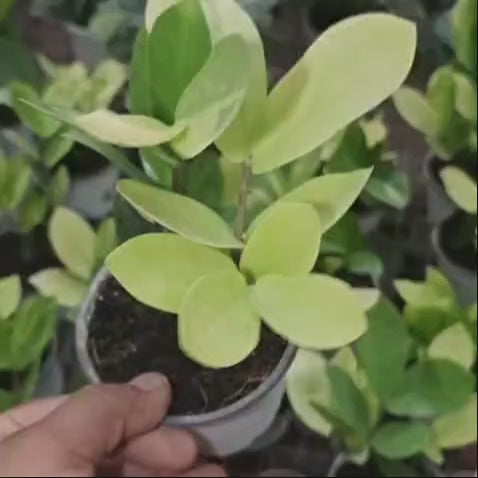 Variegated ZZ Plant (Zamioculcas Zamiifolia Variegata)