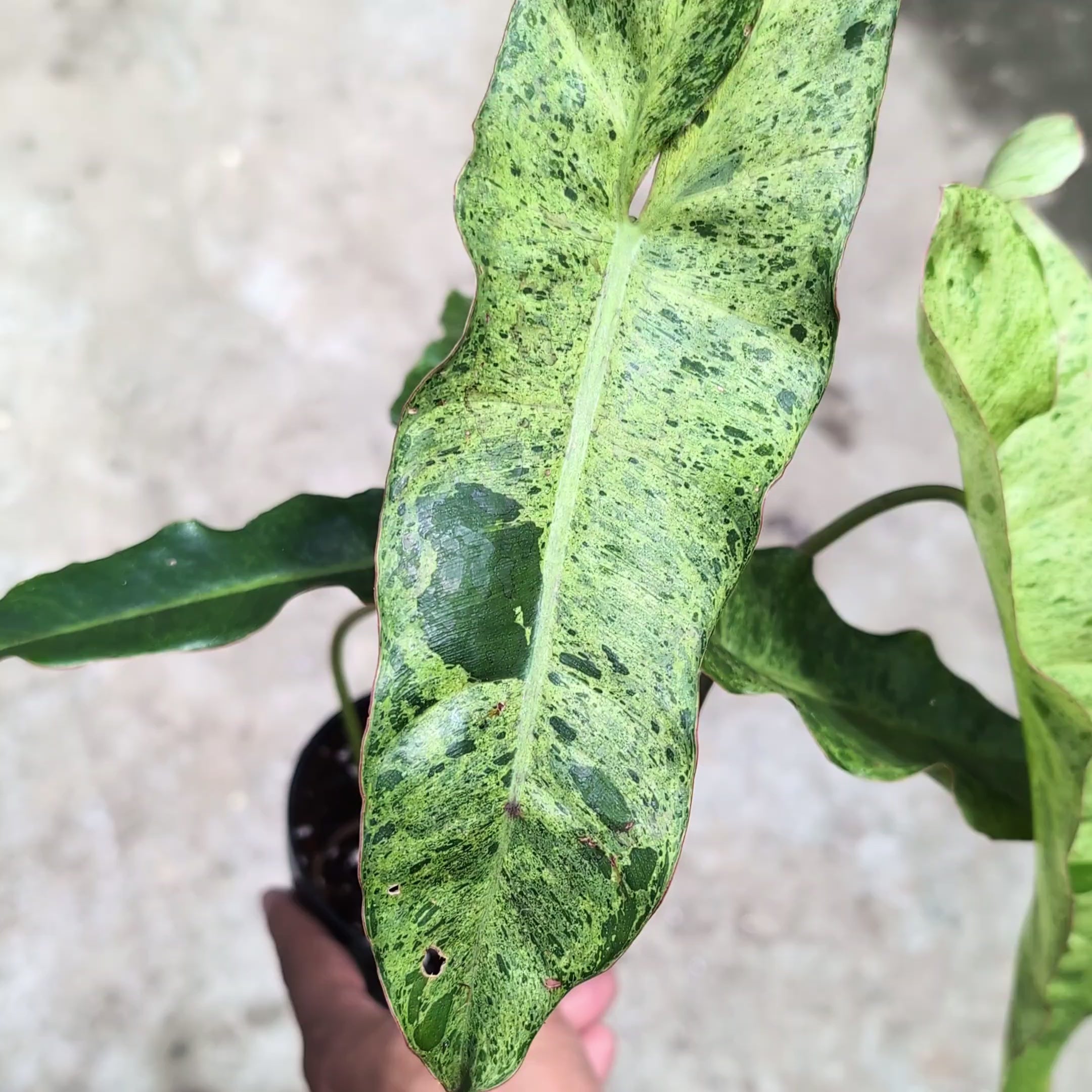 Philodendron Paraiso Verde