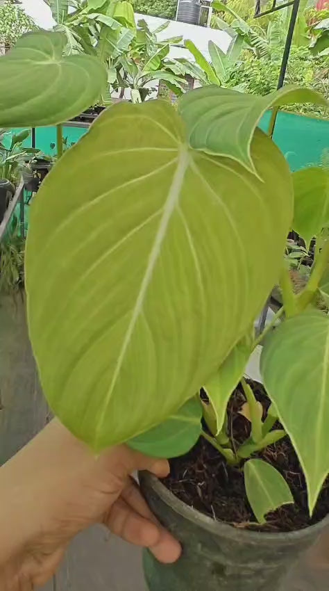 Philodendron Glorious