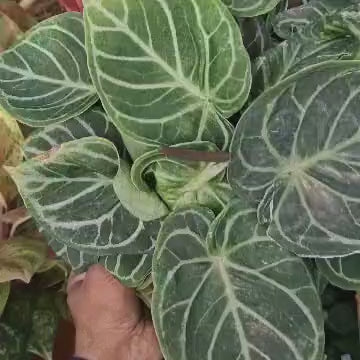 Anthurium 'Dorayaki'