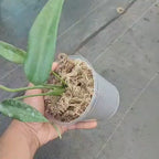 Monstera Burle Marx Flame