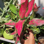 Aglaonema 'Red Elephant'