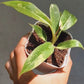 Philodendron Ring of Fire