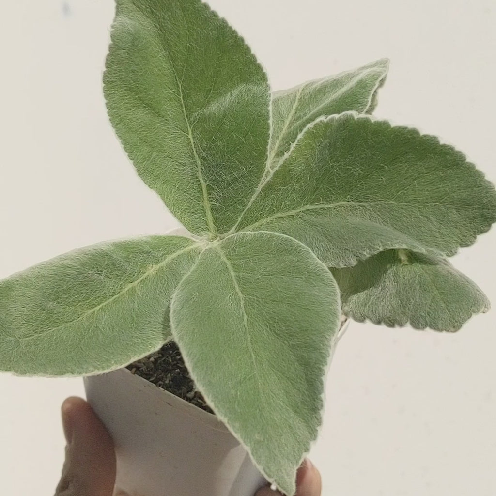 Sinningia leucotricha (Brazilian Edelweiss)