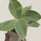 Sinningia leucotricha (Brazilian Edelweiss)