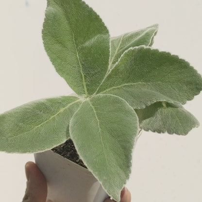 Sinningia leucotricha (Brazilian Edelweiss)
