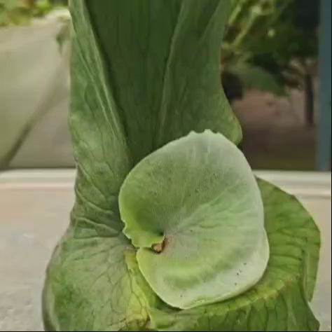 Platycerium 'Superbum'