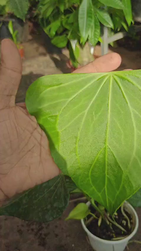 Anthurium 'Delta Force'