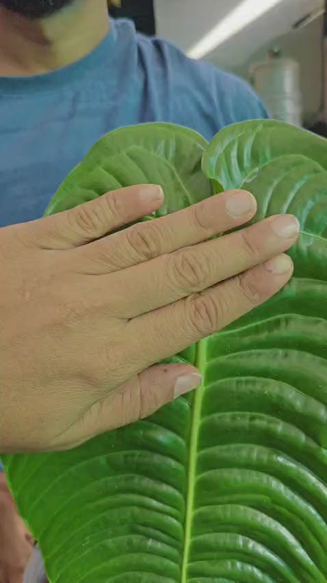 Anthurium Veitchii 'King' - XL Size