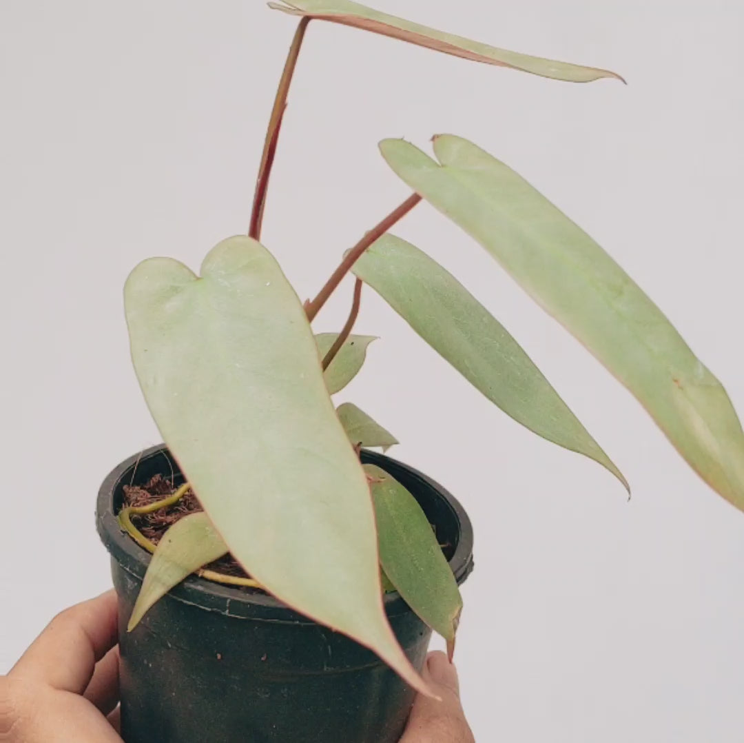 Philodendron Atabapoense - Soiled